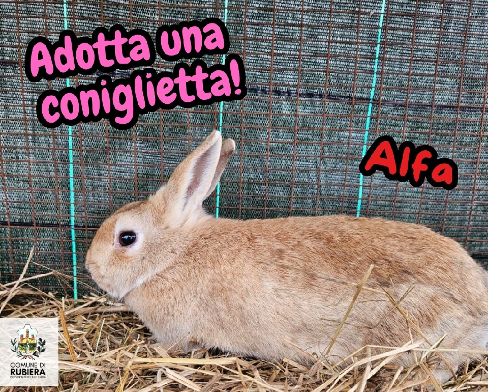 Adotta una coniglietta